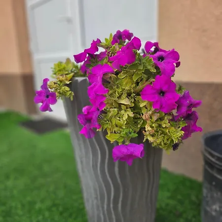 Urban Nest Daire Negotin