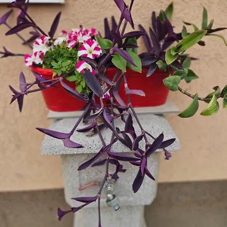 Daire Urban Nest Negotin