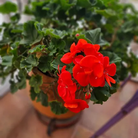 Urban Nest * Negotin