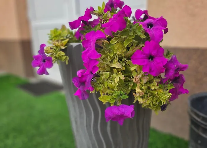 Urban Nest Appartement Negotin