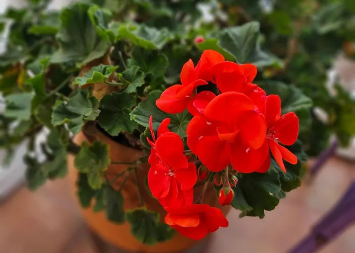 Urban Nest * Negotin